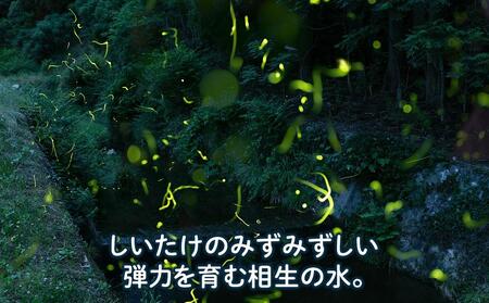 【肉厚で、大きく、ジューシー】瀬戸内しいたけ 1,200g｜【しいたけ・シイタケ・椎茸・新鮮しいたけ・おすすめしいたけ・シイタケ・美人しいたけ・自宅用しいたけ・椎茸・お取り寄せしいたけ・しいたけ・国産