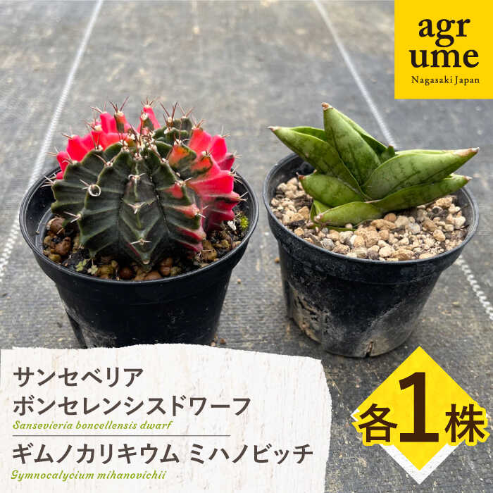 【ふるさと納税】ギムノカリキウム ミハノビッチ ＆ サンセベリア ボンセレンシスドワーフ 各1株 Gymnocalycium mihanovichii &amp; sansevieria boncellensis dwarf 長与町/アグリューム[EAI238]