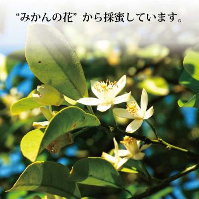 ふるさと納税 勝浦町 はちみつ太良 1kg |  | 01