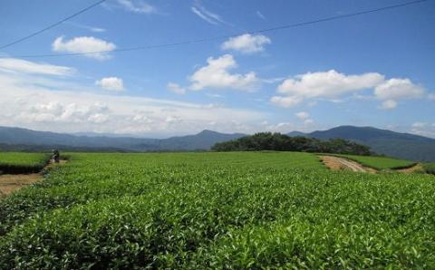 冨貴茶きらめきセット