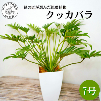 緑の匠がえらんだ観葉植物　素敵な空間づくりに　クッカバラ【配送不可地域：離島】【1574091】