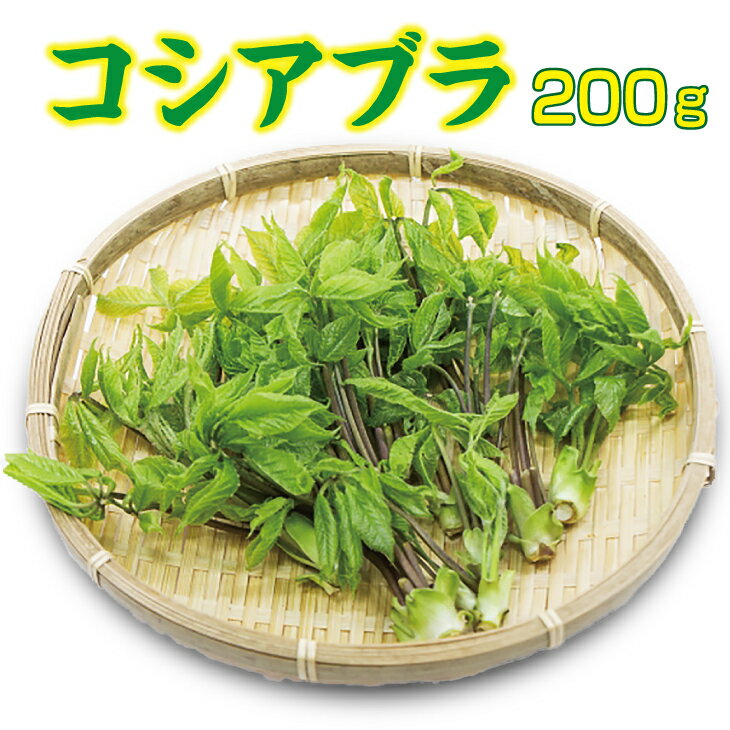 【ふるさと納税】 【先行予約】 【4月下旬頃～発送】 山菜 コシアブラ 約200g 天然山菜 こしあぶら さんさい 野菜 やさい 山の幸 春 旬