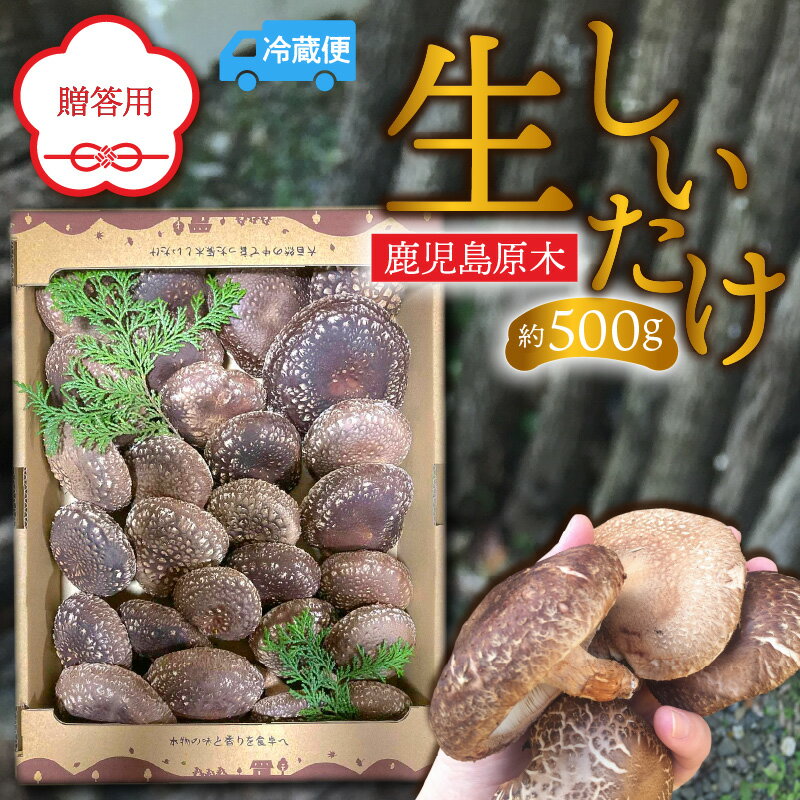 【ふるさと納税】鹿児島原木 生しいたけ 約500g しいたけ シイタケ 椎茸 きのこ 野菜 贈答用 肉厚 原木生しいたけ しいたけステーキ 味噌汁 オーブン焼き 味噌汁 美味しい プラナート 鹿児島 おすすめ ランキング プレゼント ギフト