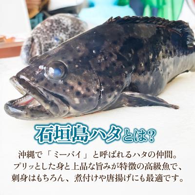 ふるさと納税 石垣市 石垣島 ハタ 丸ごと1本 | ミーバイ ヤイトハタ |  | 01