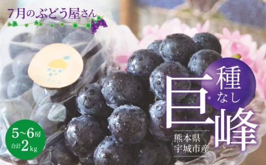 巨峰 7月のぶどう屋さん 種なし巨峰 2kg  5～6房入 松川果樹園 種無し巨峰 種なし たねなし きょほう ぶどう 葡萄 熊本県 宇城市産 冷蔵 送料無料 【2026年7月上旬～8月上旬頃順次発送予定】