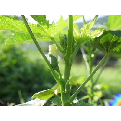 ふるさと納税 養父市 但馬の旬をお届け!採れたて野菜セット(8~9種類) |  | 02