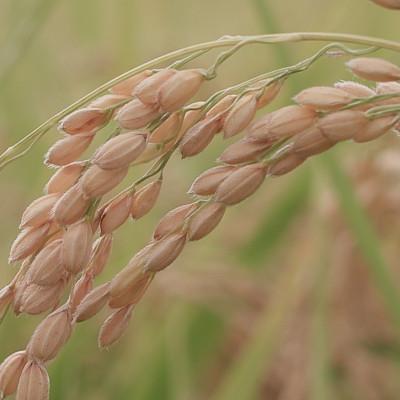 ふるさと納税 南魚沼市 令和7年産 南魚沼産 笠原農園米 コシヒカリ2合真空パック20個【簡易包装】 |  | 02