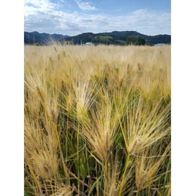 ふるさと納税 玖珠町 大分県産もち麦250g×4個 |  | 02