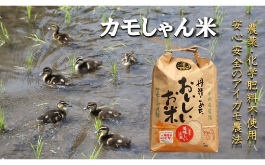 【令和6年度産】コシヒカリ（精米）カモしゃん米　5kg 【 アイガモ あいがも 合鴨 かも カモ コシヒカリ お米 農家直送 無農薬 化学肥料不使用 精米 安心 安全 新米 令和6年度産 島根県飯南町 Ａ-53】