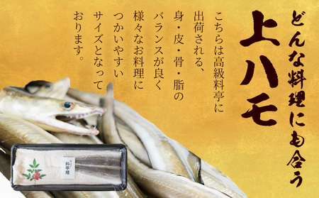 産地直送！ハモ 上ハモ 300g《7月上旬-9月末頃出荷》熊本県 葦北郡 津奈木町 平国丸 旬 旬の魚 鰻 鱧 湯引き 天ぷら 新鮮 上