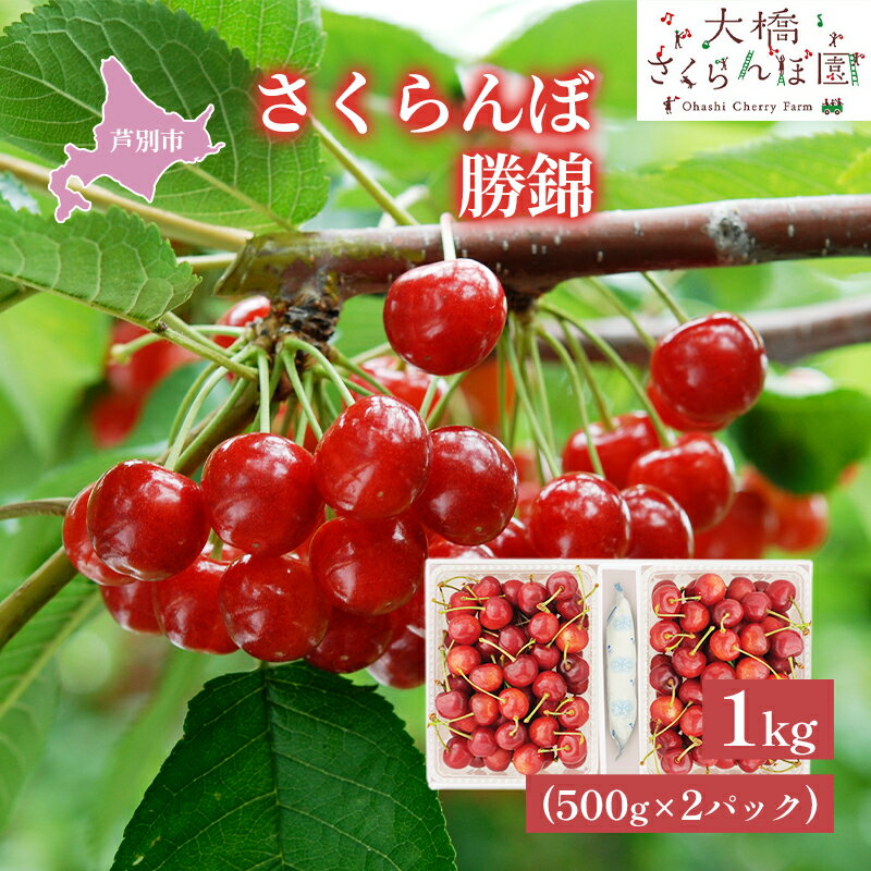 【ふるさと納税】【先行受付】さくらんぼ 勝錦1kg（500g×2パック）サクランボ 赤 大橋 オリジナル 希少 果物類 フルーツ チェリー 　お届け：2026年8月上旬頃～