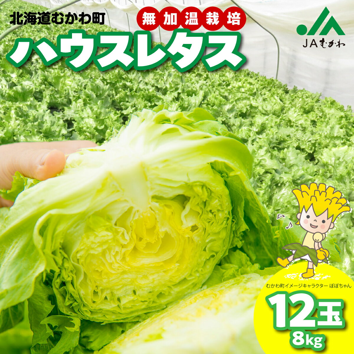 【ふるさと納税】＜2026年3月下旬より発送＞ハウスレタス 【 ふるさと納税 人気 おすすめ ランキング レタス ハウスレタス 野菜 サラダ こだわり ご当地 むかわ 鵡川 北海道 むかわ町 送料無料 】 MKWAL1001