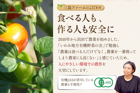 朝採り新鮮！有機野菜セット詰合せ（7～9種類）3回コース【定期便】 定期便 採れたて 産地直送 葉物 有機JAS認証 野菜セット 旬の野菜 野菜【139_1919】