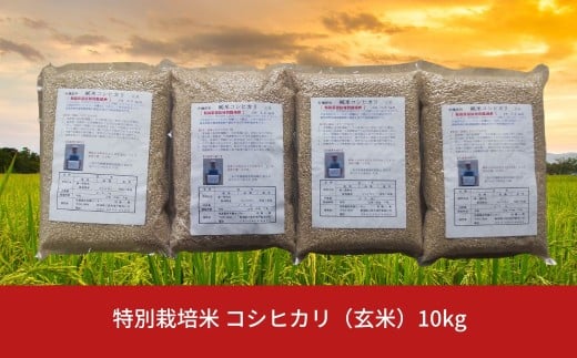 特別栽培米 コシヒカリ 玄米 10kg 新潟県産 令和7年産 [佐藤農産有機センター]【022S093】