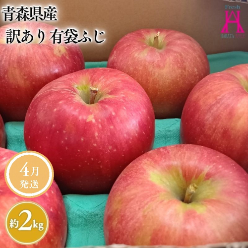 4月 発送【訳あり】家庭用有袋ふじ約2kg【原田青果】