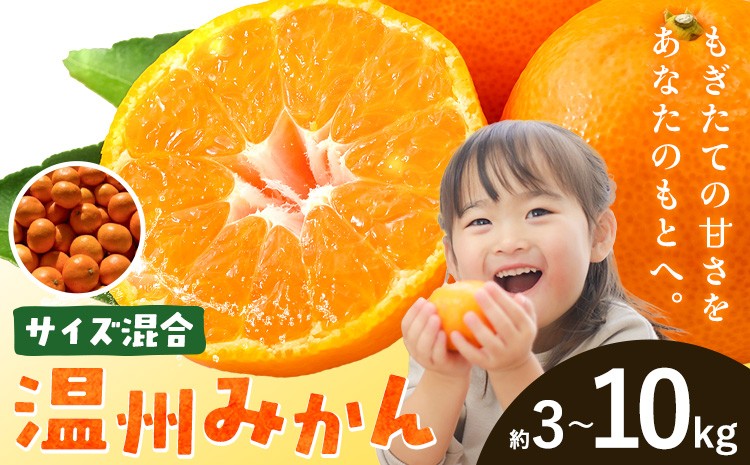 
                  みかん 温州みかん 温州 サイズ混合 選べる内容量 約3kg 約5kg 約10kg エイワ商店《12月中旬-1月末頃出荷》和歌山県 日高川町 送料無料 柑橘類 ミカン フルーツ 果物 柑橘 お取り寄せフルーツ
                