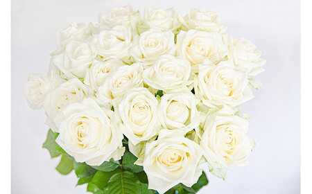 【白系】薔薇の花 20本×長さ60cm （切り花延命剤付属）※ 配送不可 沖縄・離島　018-K-MM034-white