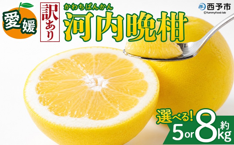 
                  ＜【訳あり】愛媛県産 河内晩柑 約5kg／8kg＞『2026年4月上旬～8月下旬迄に順次発送予定』 選べる 容量 内容量 わけあり かわちばんかん みかん 蜜柑 果物 くだもの フルーツ ミカン 愛媛 国産 特産品 株式会社三代目みかん職人 愛媛県 西予市【冷蔵】
                