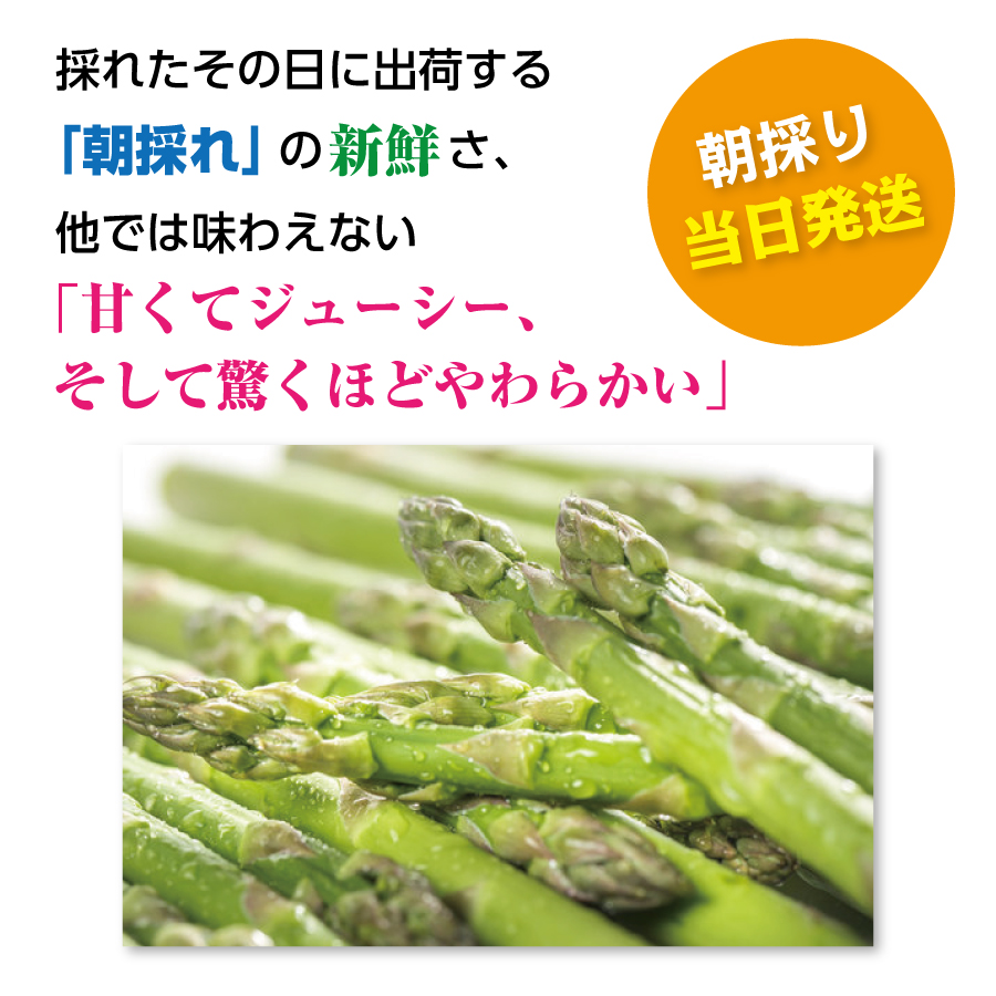 【2026年夏発送】寅福菜園の朝採り夏アスパラ　2L（1.6kg）朝採れ　農家直送　新鮮　グリーンアスパラ　夏野菜　旬野菜　シャキシャキ　とれたて　北海道産