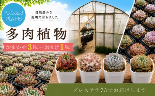 多肉植物 ガーデニング 植物 園芸 数量限定 4鉢 たにくしょくぶつ エケベリア エケベリア属 gardening 四季折々 おまかせ 育てる 栽培 初心者 多肉植物好き つながり 趣味 日用品 雑貨 土 おまけ 鉢 鉢植え おしゃれ ビギナー ふるさと納税 茨城県 鹿嶋市
