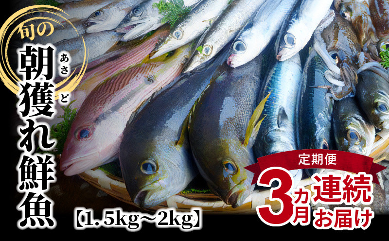 
S059-T01_【定期便3回】旬の朝獲れ鮮魚を3ケ月連続お届け♪
