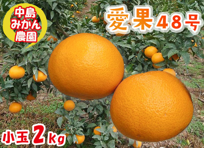 【2026年3月から発送予定】 愛果48号 小玉 2kg 愛媛県 中島産 |あいか 家庭用 先行予約 高級 蜜柑 ミカン みかん ジューシー 甘い  柑橘  人気 お取り寄せ  期間 数量 限定 愛媛 松山【NM0161】