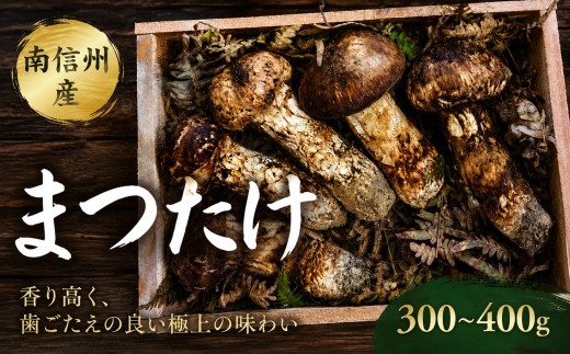 南信州産 まつたけ【2026年10月発送予定】 | まつたけ 松茸 きのこ 秋 希少 贅沢 旬 初物 ごちそう 長野県 信州 南信州 飯田市