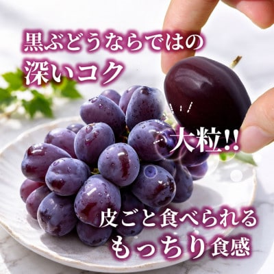 山梨市産 富士の輝き 大粒で高糖度の黒ぶどう 贈答用大房 1房【配送不可地域：離島】