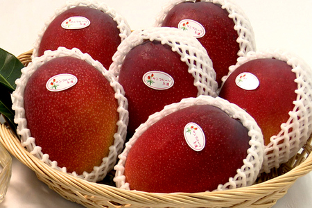 【2024年発送】沖縄県知事賞４度受賞（サンフルーツ糸満）糖度15度以上！マンゴー1kg