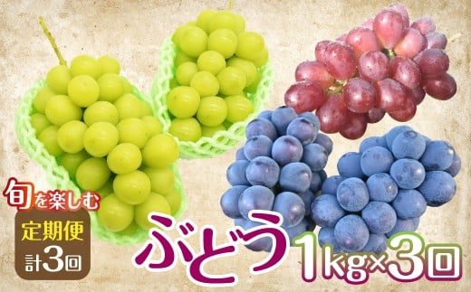 【2026年発送】旬を楽しむ！ぶどう1.0kg×3回お届け便　［2026年　先行予約　ぶどう　葡萄　シャインマスカット　赤系ぶどう　マイハート　スカーレット　サンシャインレッド　クイーンニーナ　黒系ぶどう　ピオーネ　巨峰　ブラックビート　山梨県　笛吹市］ 157-050-26y