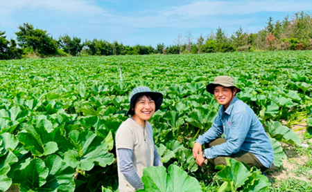 特別なカボチャ ikkaプレミアム【8月-9月発送】 野菜 南瓜 甘い ホクホク 