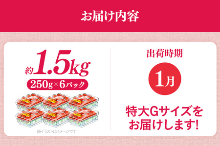 福岡県産 あまおう 1500g （250g×6パック） いちご 1月以降順次発送 いちご 苺 フルーツ 果物 くだもの 大粒Gサイズ グランデ 農家直送 大粒 不揃い 福岡県 福岡 九州 グルメ お取