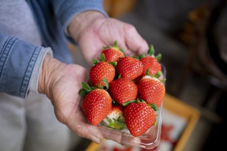 いちご 紅ほっぺ・さがほのか いちご いちご いちご いちご｜いちごいちごいちごいちごいちごいちごいちご