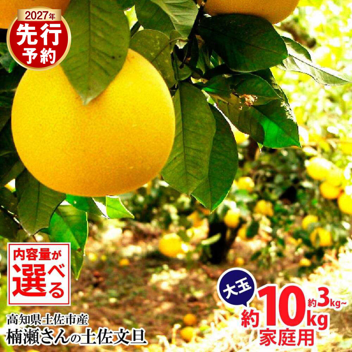 【ふるさと納税】【先行予約】【選べる内容量】楠瀬さんの土佐文旦 家庭用大玉 約3kg/約5kg/約10kg 2L〜4L〈2027年2月15日〜2027年4月5日発送〉ぶんたん ブンタン フルーツ 柑橘 みかん 果物 くだもの 柑橘類 デザート おやつ さっぱり おいしい【まる庄果樹園】[BQAF011]