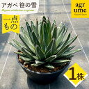 【ふるさと納税】Agave victoriae-reginae アガベ 笹の雪（個体番号AVR-1）1株 長与町/アグリューム[EAI181]