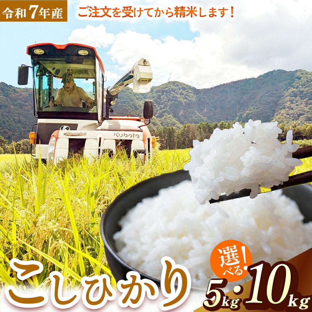 【ふるさと納税】【新米】【在庫限定】令和7年産米 コシヒカリ 5kg・10kg （山崎農園）数量限定 新米 お米 米 こめ コメ 白米 きぬむすめ ブランド米 鳥取県 倉吉市