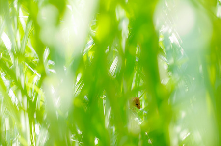 Canon キヤノン 中望遠マクロカメラレンズ EF100mm F2.8Lマクロ IS USM ｜ キヤノン Canon カメラ レンズ