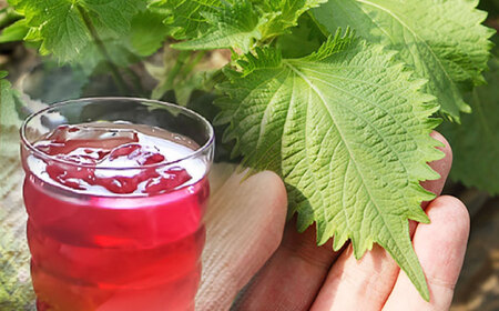 吉川農園 青紫蘇伝説 濃縮しそドリンク 720ml【一般社団法人クラッシーノこうし】[AYAB040]