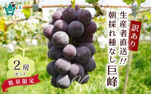 訳あり ぶどう 巨峰 種なし 2房 先行予約｜ 生産者直送 朝採れ 訳あり ぶどう 巨峰 葡萄 種なし グレープ 果物 フルーツ 甘い おいしい 旬 農家直送 新規就農 甘い 限定 果樹  人気 茨城県 常陸太田市