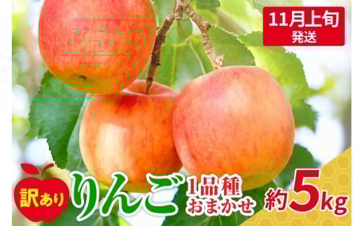 【2025年11月上旬発送】 【訳あり】 旬の美味しい りんご 約5kg 青森 産 【おまかせ1品種】