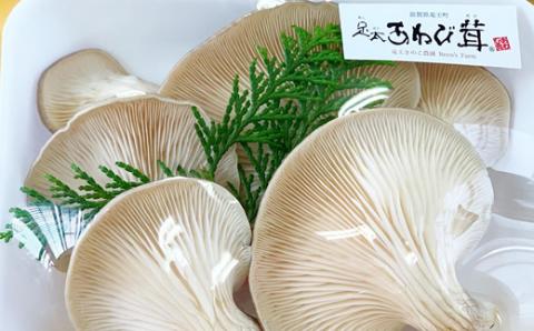 あわび茸 生 250g 希少 足太あわび茸 きのこ キノコ 国産 食材 健康 農薬不使用 滋賀県 竜王町 送料無料 贈り物 ギフト 産地直送