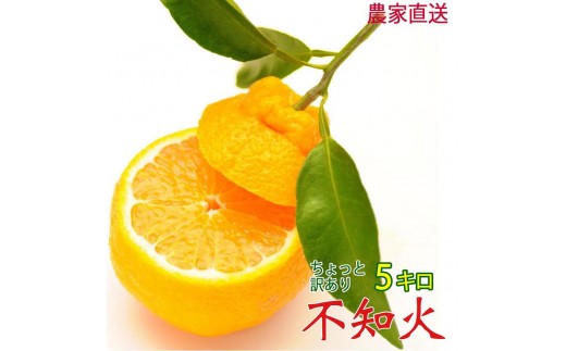【先行予約】訳あり 不知火 5kg 24～28玉 和歌山県海南市産 【2027年2月下旬から4月下旬頃順次発送予定】デコポン でこぽん 訳ありデコポン 訳ありでこぽん しらぬい 不知火 訳あり不知火 わけあり不知火 フルーツ 果物 みかん 柑橘 旬 デコポンと同一品種