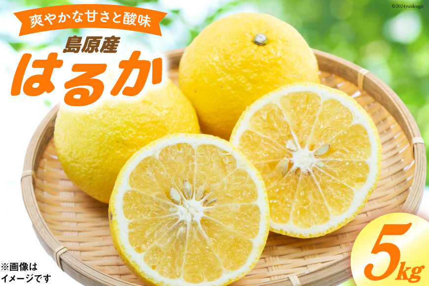 
                  CD020 【令和9年1月中旬から順次発送】森崎果樹園 自慢の はるか 5kg [みかん ミカン 5キロ 果物 森崎果樹園 長崎県 島原市] 
                