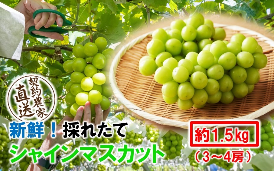 テレビで紹介されました！【先行予約】【令和8年発送】農家直送！ 新鮮！ 朝づみ シャインマスカット 1.5kg (3～4房) フルーツ 果物 贈答 大分県産 採れたて_2537R-2