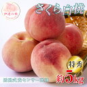 【ふるさと納税】2025年出荷分 福島県産 さくら白桃 約5kg 特秀 12度以上 透過式光センサー 2025年9月上旬～2025年9月中旬発送 先行予約 予約 大玉 固め 白桃 伊達の桃 桃 もも モモ 果物 くだもの フルーツ 国産 食品 F20C-353