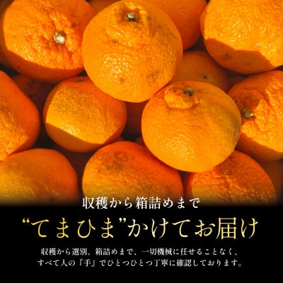 【数量限定】2026年2月下旬より順次発送!【訳あり】不知火 5kg【C70-170】【1715687】