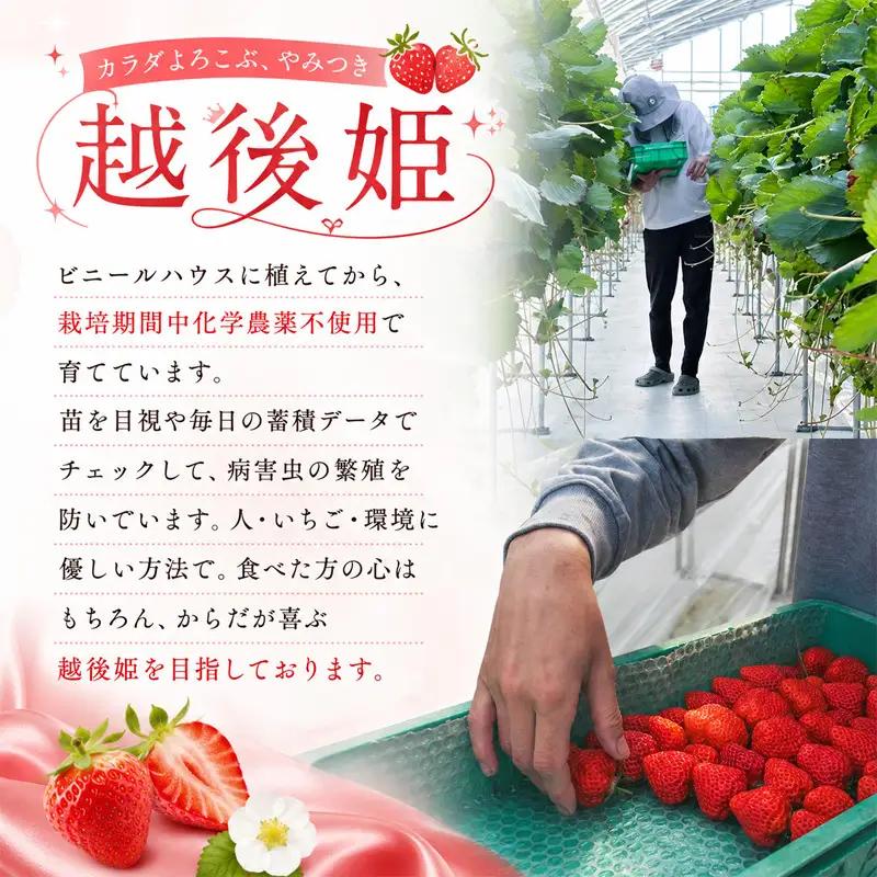 【先行予約｜2027年5月上旬より出荷開始】いちご 大粒 カラダよろこぶ 越後姫 約400g×1パック (9～15粒入り) 定植後化学農薬不使用 イチゴ 苺 渡辺農園 上越市 新潟県