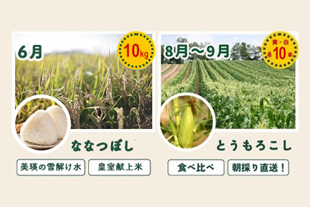 旬の野菜セット 5回 定期便  野菜 百合(大) 美瑛の四季【令和8年産予約受付】 