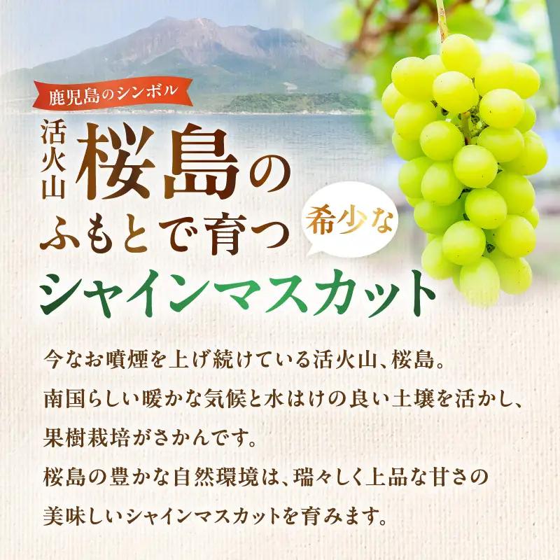 【 2026年先行予約 】【 桜島産 】シャインマスカット 3房 K261-001_03