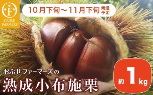熟成小布施栗 約1kg ［おぶせファーマーズ］ 果物 フルーツ 生栗 くり 長野県産 信州産 令和7年産 【2025年10月下旬〜11月下旬発送】 ［F-236］